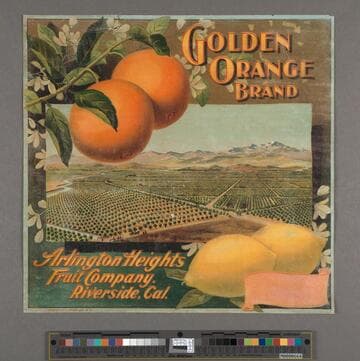 Golden orange brand