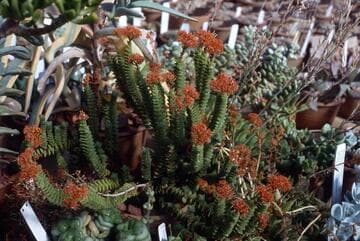Crassula 'Pink Pagoda'