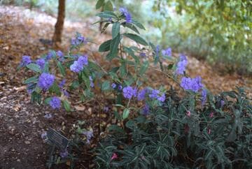 Brunfelsia pauciflora var. calycina 'Macrantha'