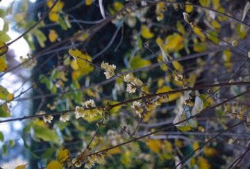 Chimonanthus praecox