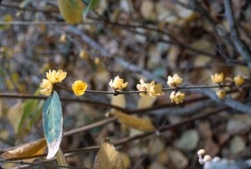 Chimonanthus praecox