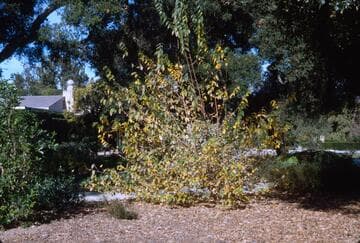Chimonanthus praecox