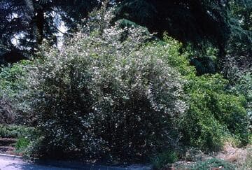 Deutzia