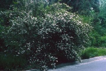 Deutzia