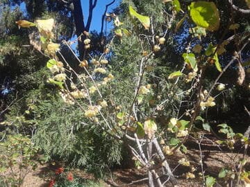 Chimonanthus praecox