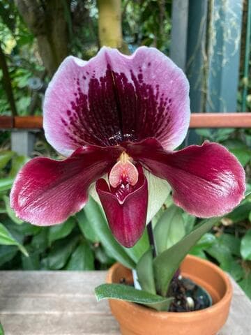 Paphiopedilum New Direction 'Weltz Sonata Lavender' AM/AOS S/CSA