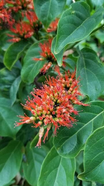 Combretum paniculatum