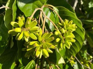 Camptotheca acuminata