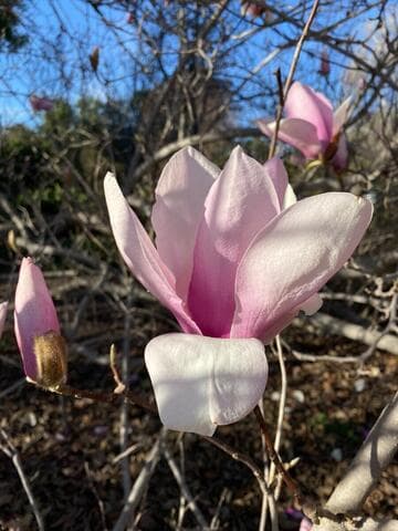 Magnolia sprengeri var. diva 'Diva'