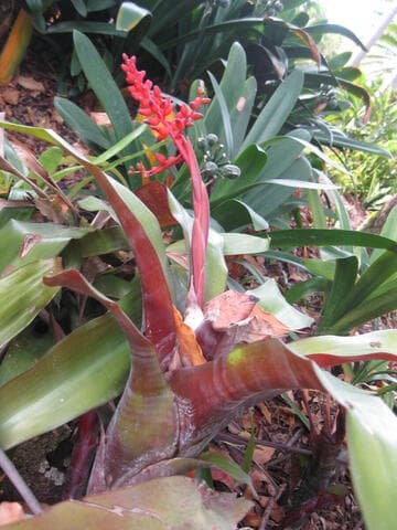 Aechmea 'Royal Wine'