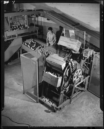 San Fernando Heights Packing House, Los Angeles County. 1938