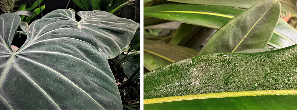 Leaves of Philodendron luxurians and P. callosum