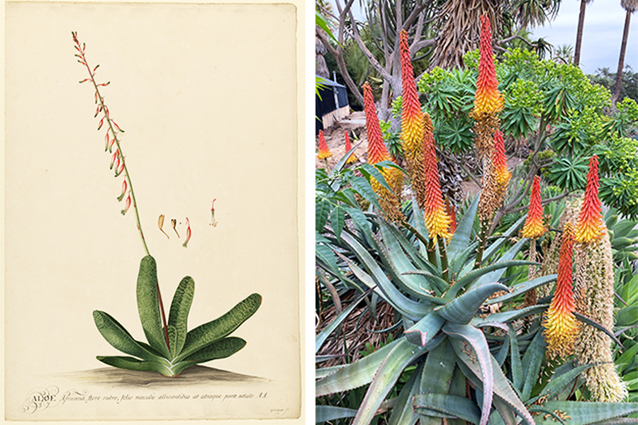 Ehret’s Aloe Africana, Flore Rubro drawing and The Huntington’s Aloe africana plant