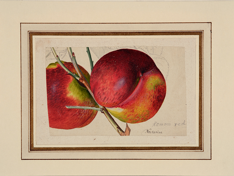 Ehret’s Nectarines drawing