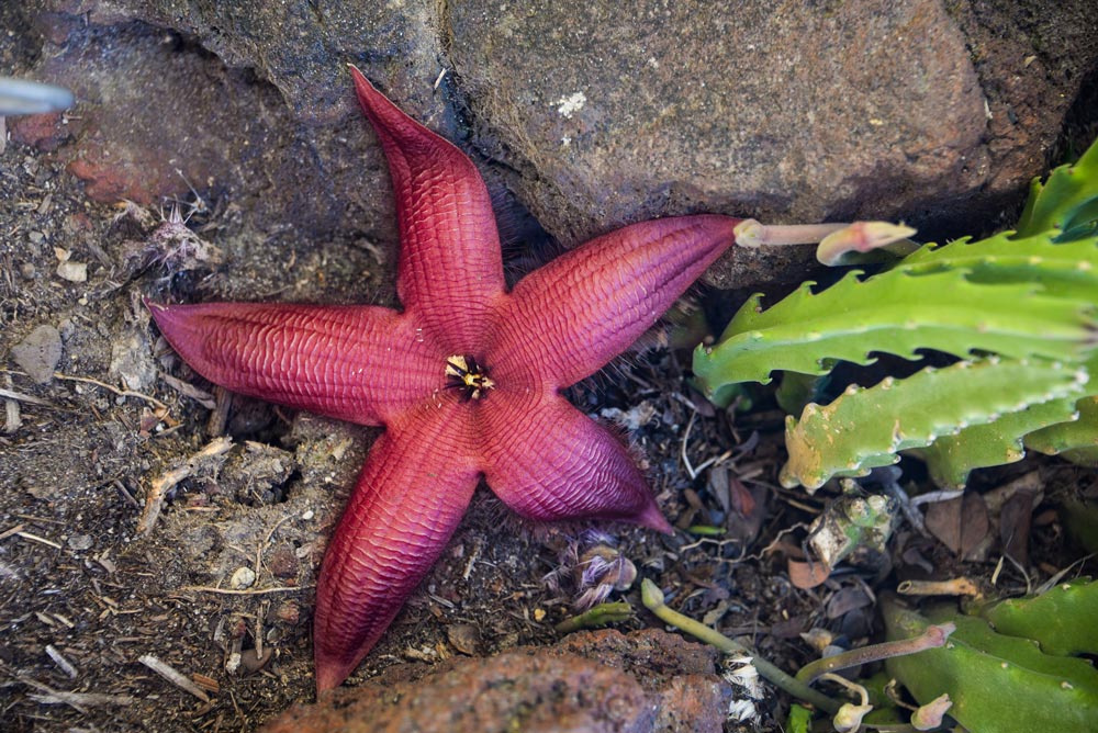 A red star-shaped flower blooms among rocks and dirt.
