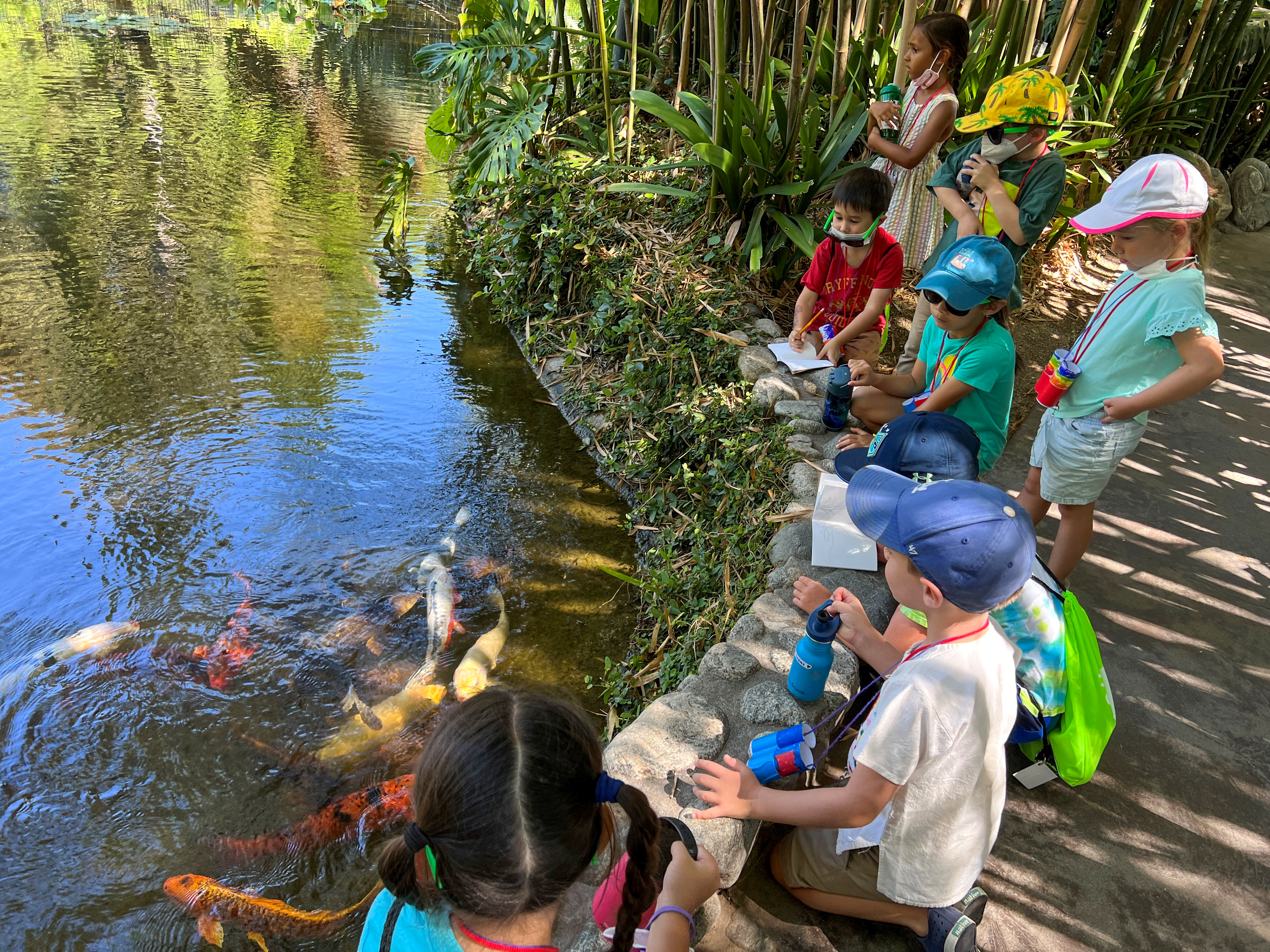 A group of children stand near a pond with koi fish.