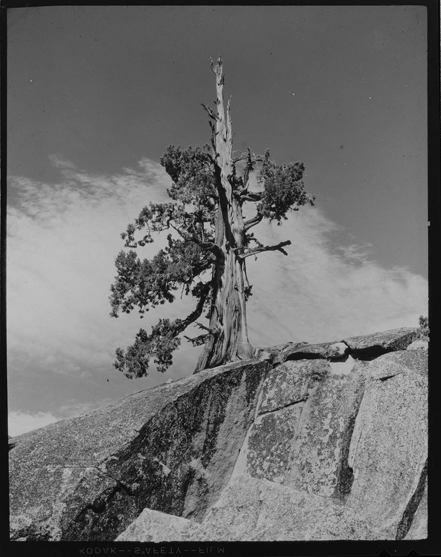 Black-and-white photo of a tree on the top of a rocky cliff.