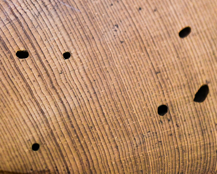 A close-up photo of tree rings.