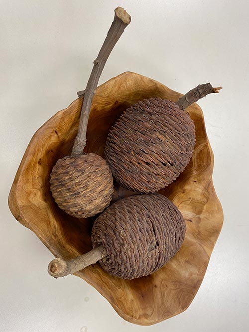 kauri cones