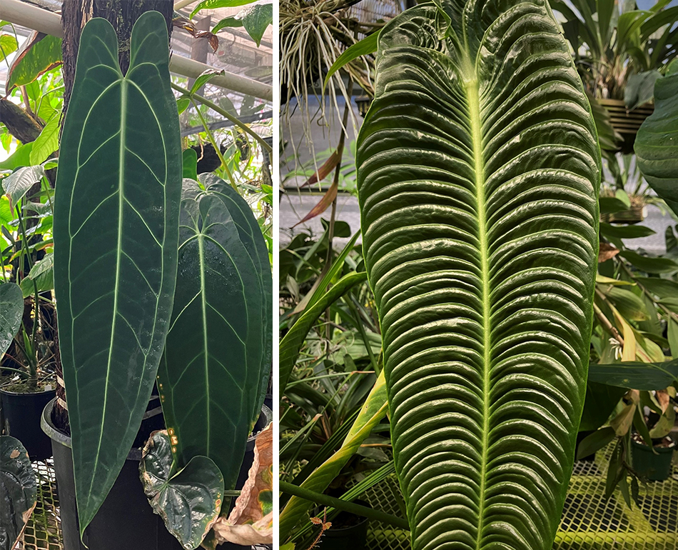 Leaves of Queen Anthurium and King Anthurium