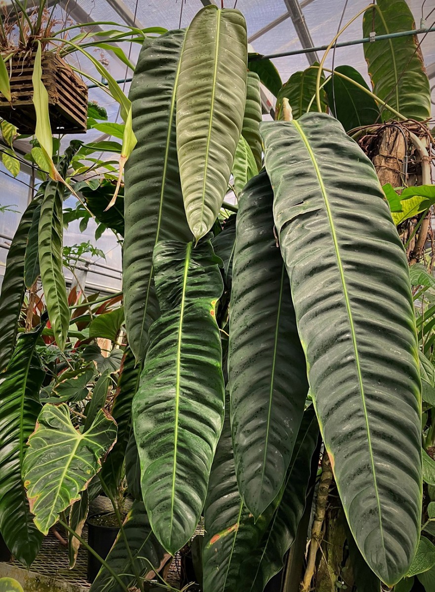 Leaves of Philodendron patriciae