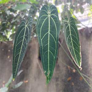 Anthurium waroquianum