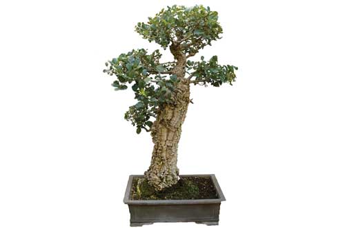 Bonsai