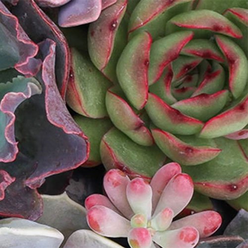 succulents