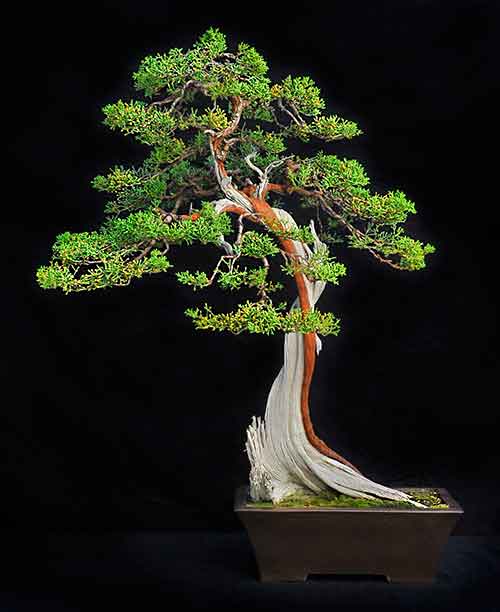 California Juniper Bonsai. Photo: Andrew Mitchell. The Huntington Library, Art Museum, and Botanical Gardens.