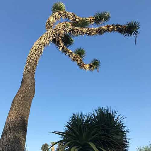 Joshua Tree (yucca brevifolia)