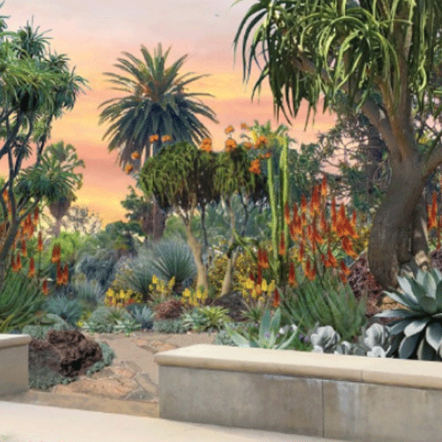 desert garden drawing