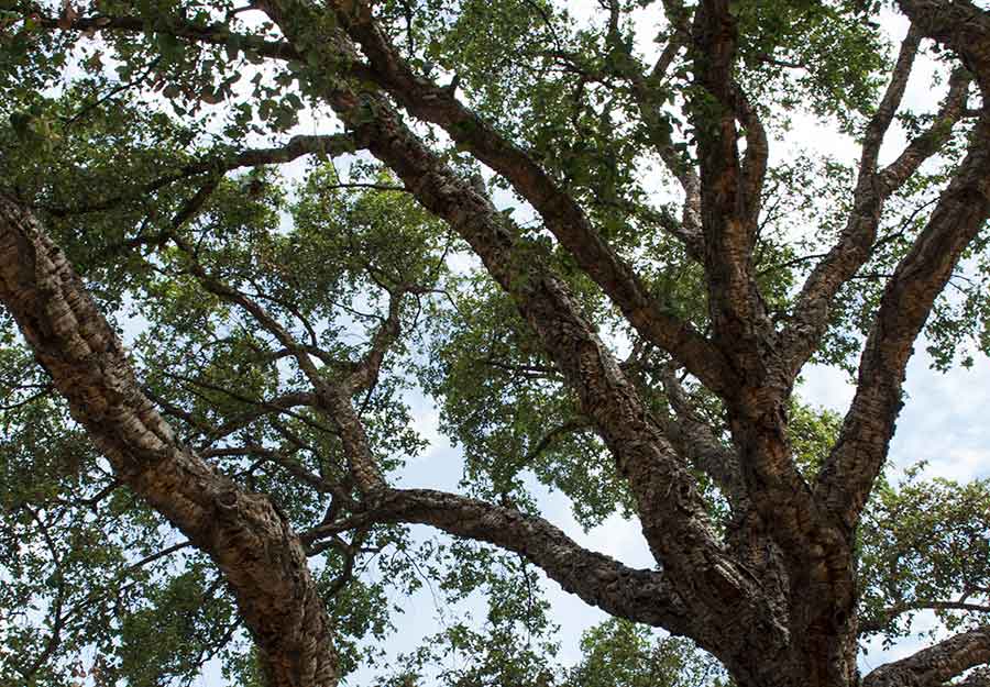 The leaf canopy of a healthy cork oak (Quercus suber), with its wonderfully craggy bark, provides green shade for visitors to The Huntington during a time of intense drought. Photograph by Lisa Blackburn. The leaf canopy of a healthy cork oak (Quercus suber), with its wonderfully craggy bark, provides green shade for visitors to The Huntington during a time of intense drought. Photograph by Lisa Blackburn.