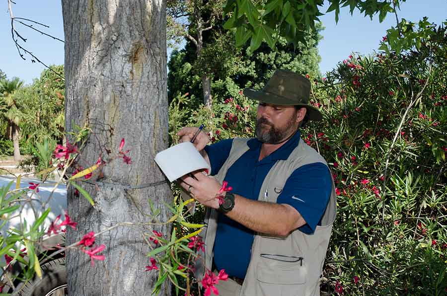 Daniel Goyette, The Huntington’s arborist, measures the circumference of a diseased Liquidambar’s trunk and takes notes on its condition before the tree is removed. Yellow stains on the trunk indicate the presence of the destructive Fusarium fungus introduced by the polyphagous shot hole borer, a tiny invasive beetle. Photograph by Lisa Blackburn.