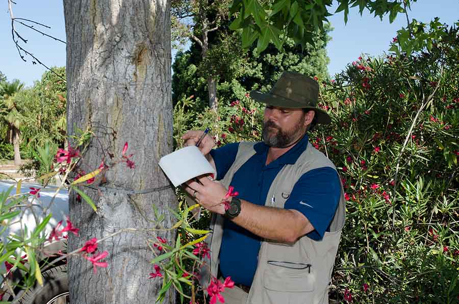 Daniel Goyette, The Huntington’s arborist, measures the circumference of a diseased Liquidambar’s trunk and takes notes on its condition before the tree is removed. Yellow stains on the trunk indicate the presence of the destructive Fusarium fungus introduced by the polyphagous shot hole borer, a tiny invasive beetle. Photograph by Lisa Blackburn. Daniel Goyette, The Huntington’s arborist, measures the circumference of a diseased Liquidambar’s trunk and takes notes on its condition before the tree is removed. Yellow stains on the trunk indicate the presence of the destructive Fusarium fungus introduced by the polyphagous shot hole borer, a tiny invasive beetle. Photograph by Lisa Blackburn.