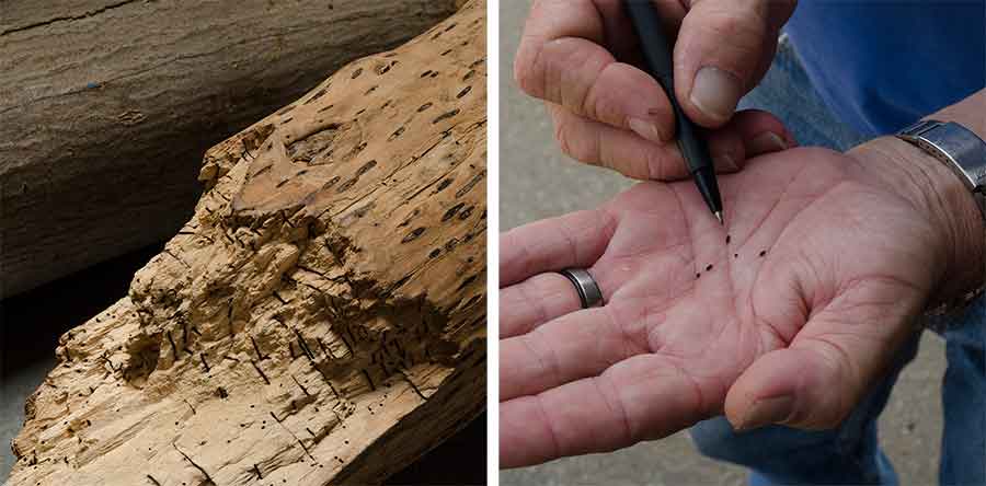 Left: The black holes and chambers in this box elder’s wood indicate damage caused by the polyphagous shot hole borer. Right: Nursery manager Dan Berry holds five polyphagous shot hole borers—each smaller than a sesame seed—in the palm of his hand. Photographs by Lisa Blackburn.