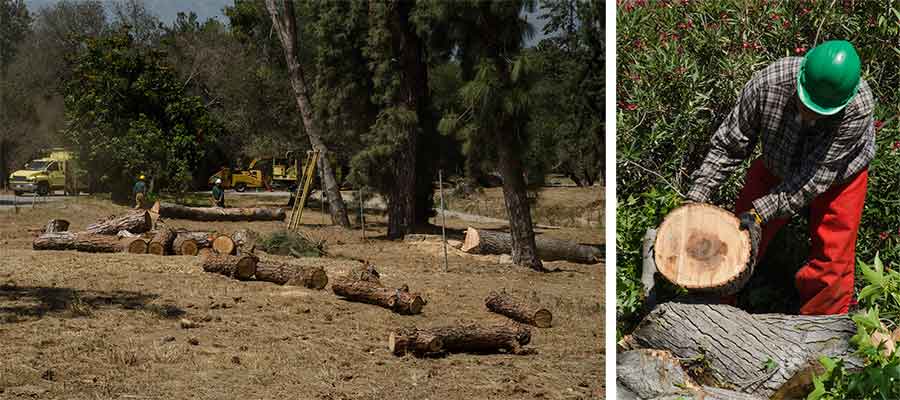 Left: Pines north of the Chinese Garden that succumbed to the bark beetle (also known as the five-spined ips) had to be cut down and removed. Right: Gardener Jose Lopez views Fusarium damage in a cross-section of a Liquidambar tree that fell victim to the polyphagous shot hole borer. Photographs by Lisa Blackburn. Left: Pines north of the Chinese Garden that succumbed to the bark beetle (also known as the five-spined ips) had to be cut down and removed. Right: Gardener Jose Lopez views Fusarium damage in a cross-section of a Liquidambar tree that fell victim to the polyphagous shot hole borer. Photographs by Lisa Blackburn.