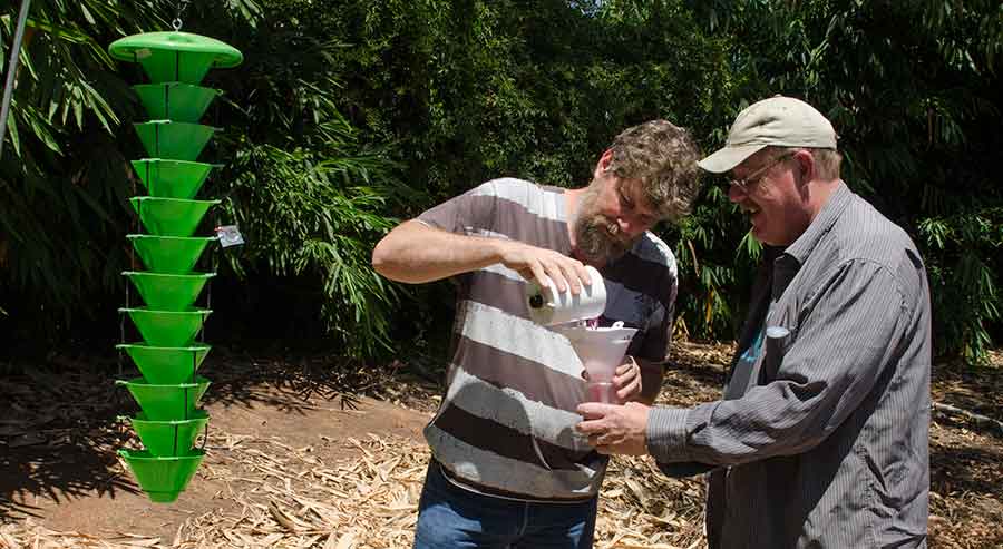 Tim Thibault (left), curator of woody plant materials at The Huntington, and Richard Stouthamer, entomologist at University of California, Riverside, collect polyphagous shot hole borers from odor-emitting funnel traps to estimate the size of their population. Photograph by Lisa Blackburn.