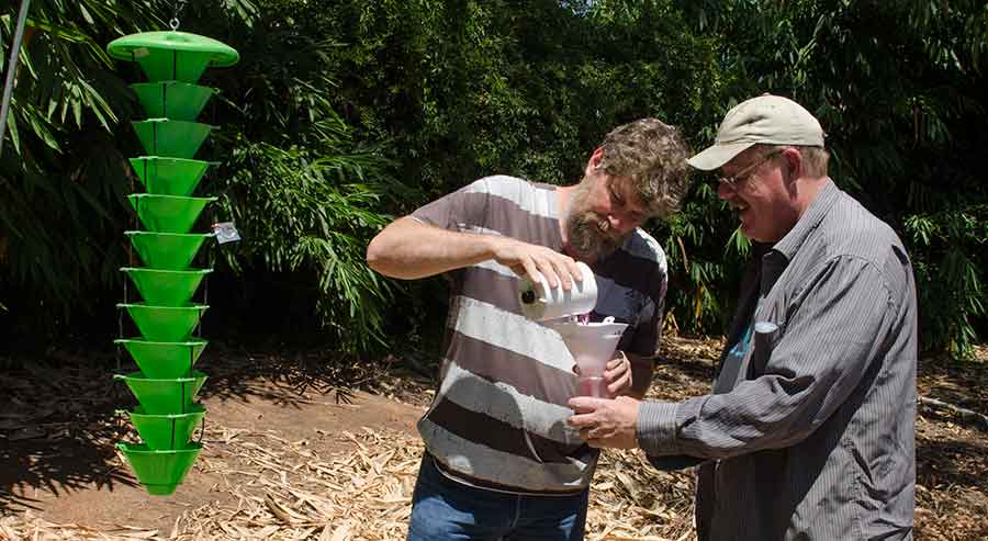 Tim Thibault (left), curator of woody plant materials at The Huntington, and Richard Stouthamer, entomologist at University of California, Riverside, collect polyphagous shot hole borers from odor-emitting funnel traps to estimate the size of their population. Photograph by Lisa Blackburn. Tim Thibault (left), curator of woody plant materials at The Huntington, and Richard Stouthamer, entomologist at University of California, Riverside, collect polyphagous shot hole borers from odor-emitting funnel traps to estimate the size of their population. Photograph by Lisa Blackburn.