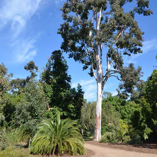 Australian Garden