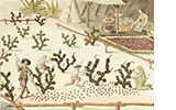 Cochineal in the History of Art and Global Trade