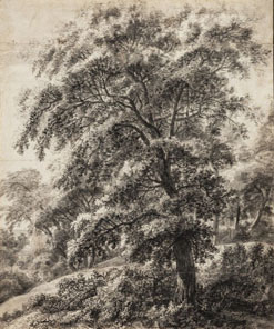 Simon de Vlieger (Dutch, ca. 1601–1653) Tree Charcoal, brush and gray washes, black chalk Crocker Art Museum, E. B. Crocker Collection; 1871.594