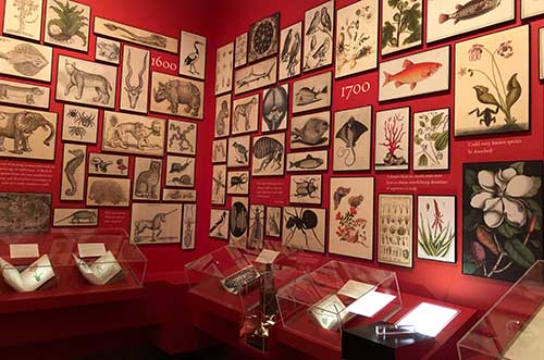 wall of images of beasts