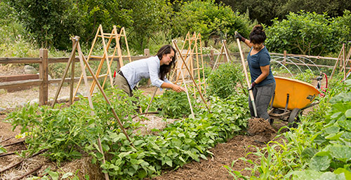 ranch garden