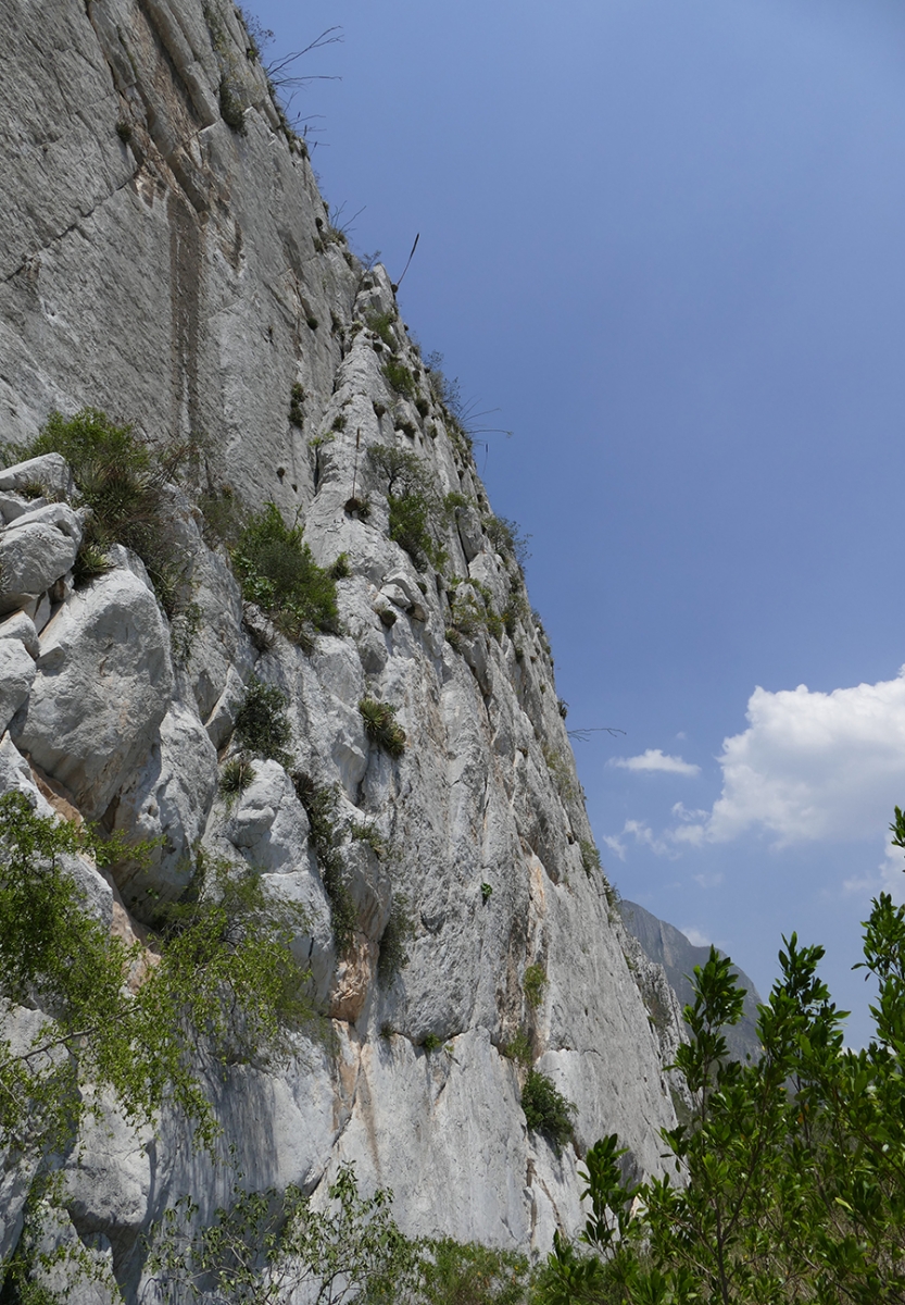 The cliffside habitat of Mammillaria plumosa in Huasteca Canyon, located near Monterrey, Nuevo León, Mexico