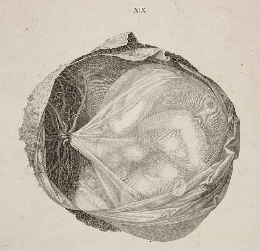 Illustration of a fetus in the womb from Samuel Thomas von Soemmerring’s Icones embryonum humanorum, 1799.