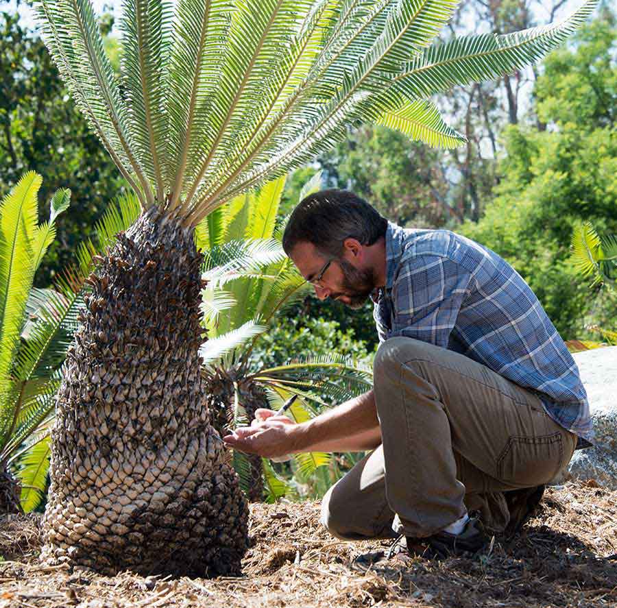 Man inspecting a cycad