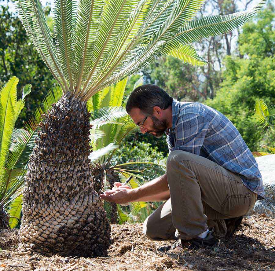 Man inspecting a cycad