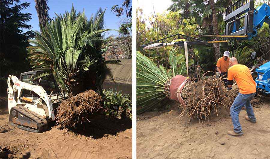 Left: In the spring of 2015, a compact track loader eased one of Whitelock’s cycads out of the ground in his garden. Photograph by Gary Roberson. Right: Crew members Ramon Abelard (left) and Carlos Ceballos remove excess dirt from one of Whitelock’s cycads before it is transported to The Huntington. Photograph by Gary Roberson.
