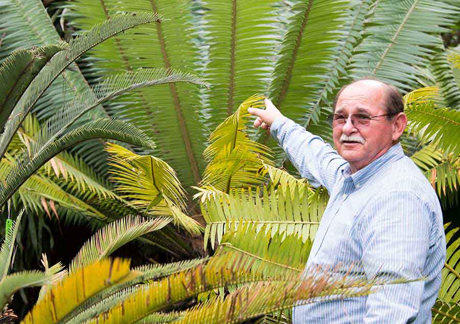 Jim Folsom—the Marge and Sherm Telleen/Marion and Earle Jorgensen Director of the Botanical Gardens—standing among several species of Dioon cycads in Loran Whitelock’s garden, 2014. Photograph by Kate Lain.