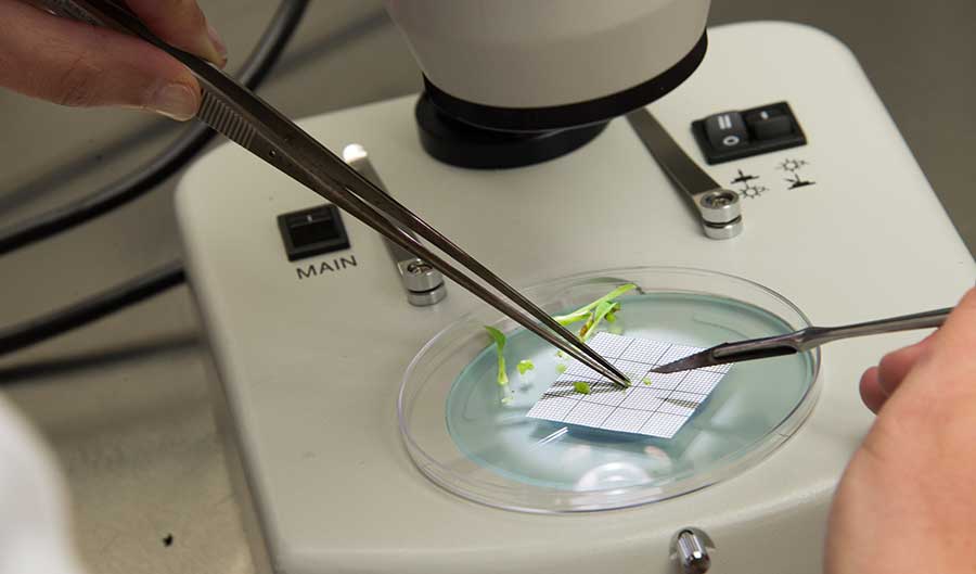 Raquel Folgado, a plant physiologist at The Huntington, dissects a magnolia shoot tip before conducting a cryopreservation experiment. Raquel Folgado, a plant physiologist at The Huntington, dissects a magnolia shoot tip before conducting a cryopreservation experiment.